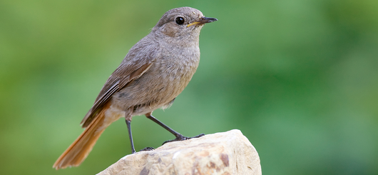 Der Hausrotschwanz (Phoenicurus ochruros) ist eine in Mitteleuropa heimische Vogelart.