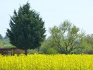 Bad Schönborn: Frühlings-Umgebung (c)