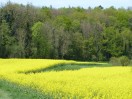 Bad Schönborn: Frühlings-Umgebung (d)